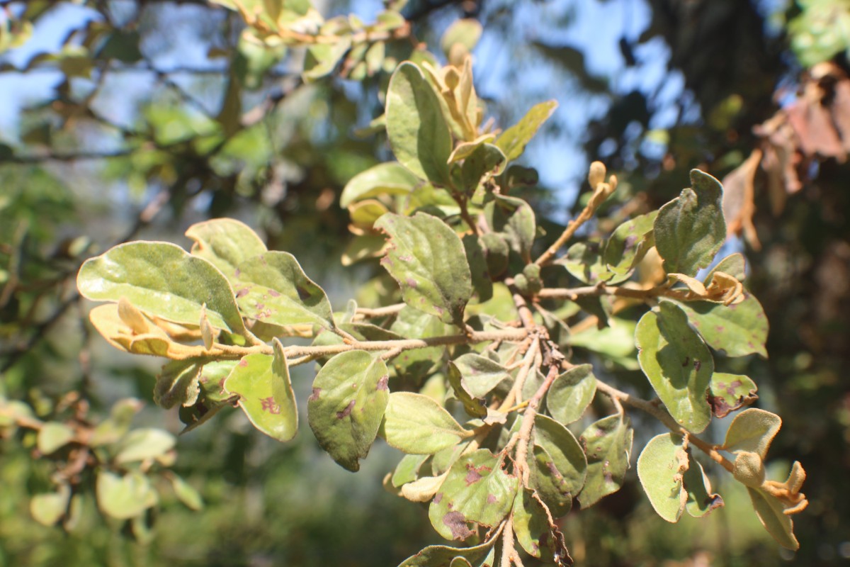 Taxillus tomentosus (B.Heyne ex Roth) Tiegh.